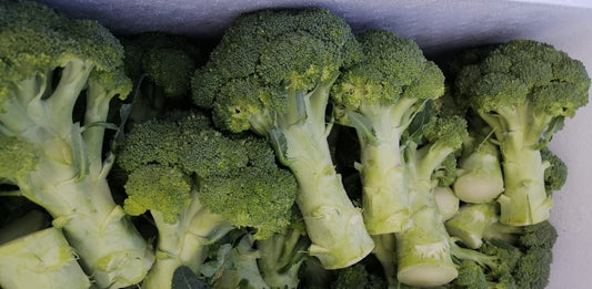 Embracing the Green Delight: Fresh Broccoli Unveiled